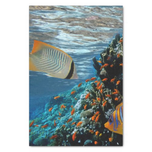 Coral Reef with Fire Coral and Exotic Fishes       Tissue Paper