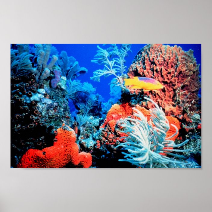 Coral Reef World Poster | Zazzle.com