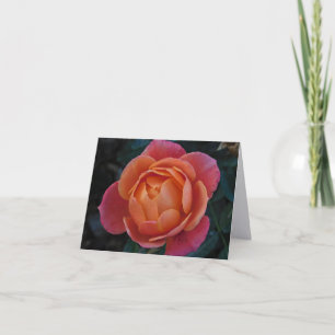 Coral Rose Fine Art Photography Folded Note Cards
