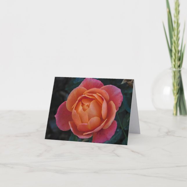 Coral Rose Fine Art Photography Folded Note Cards (Front)