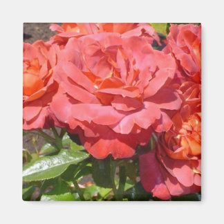 Coral Rose Magnet