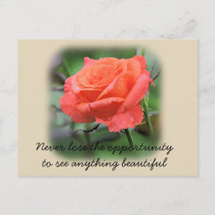 Coral Rose with Raindrops Postcard