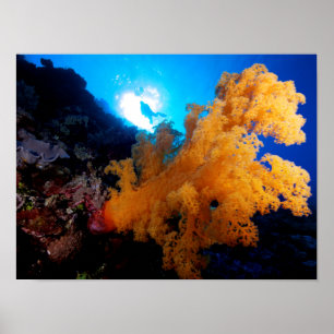 Coral Sea - Diver and Soft Coral - Poster