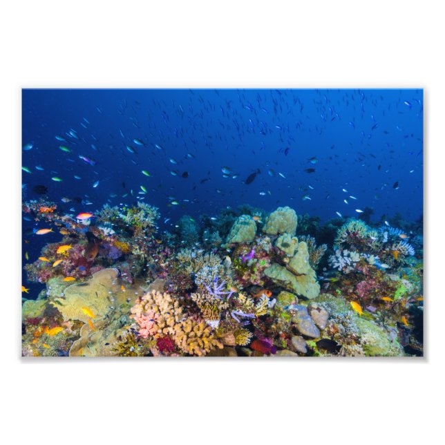 Coral Sea Photo Print (Front)