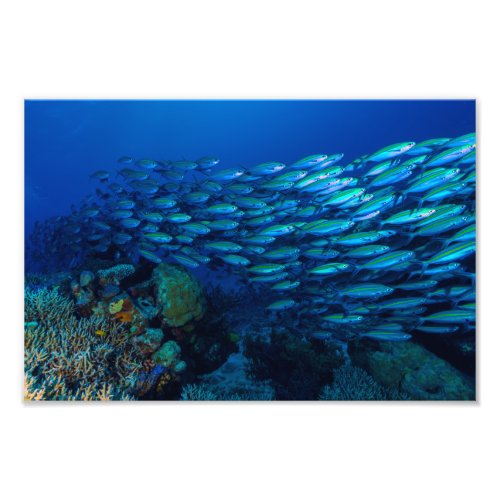 Coral Sea Photo Print