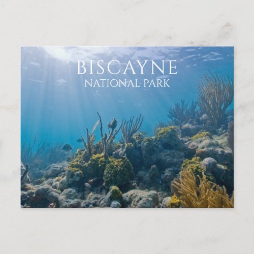 Coral Sea Plants Fish Biscayne National Park Postcard