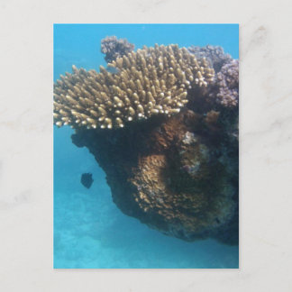 Coral Seascape Postcard