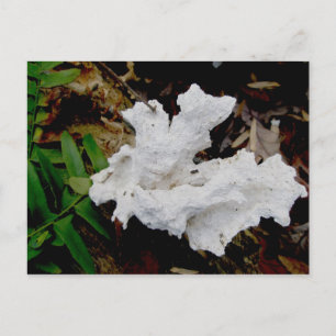 Coral Shelf Fungus Postcard