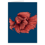 Coral Siamese fighting fish (Front)