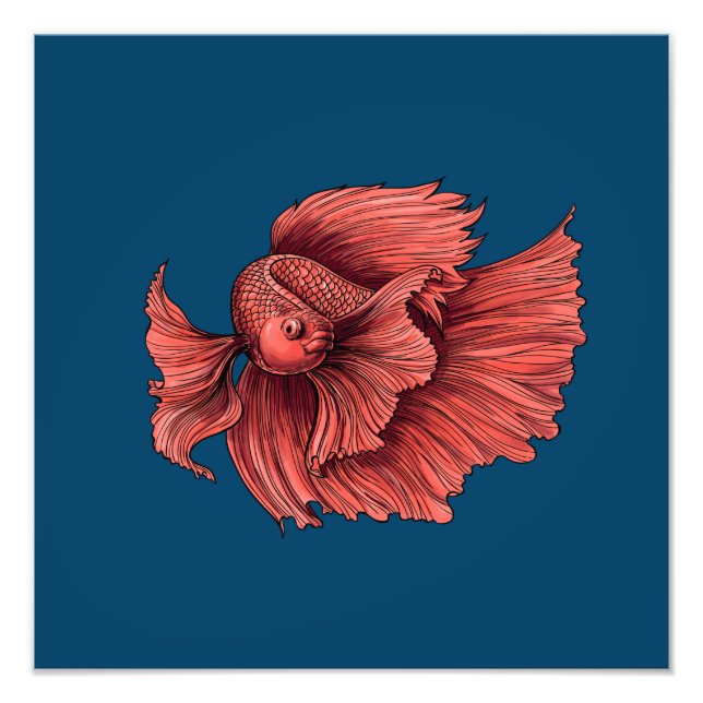Coral Siamese fighting fish Photo Print (Front)