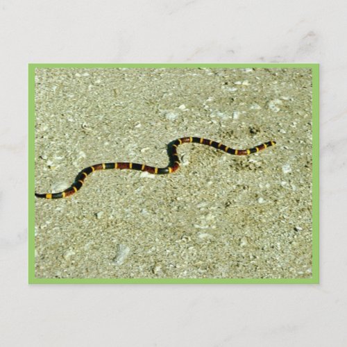 Coral Snake Postcard