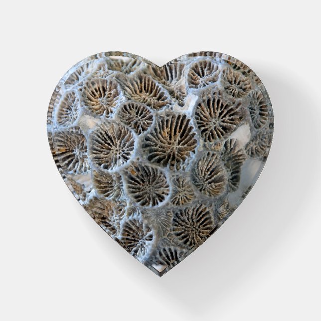 Coral Spokes Heart-Shaped Paperweight (Front)