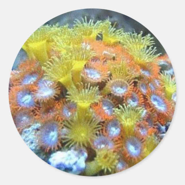 Coral Stickers (Front)