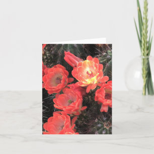 Coral Sunset Cactus Blossoms Note Card