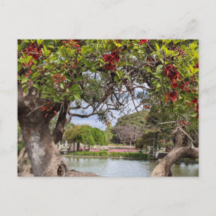 Coral Tree in the Park Postcard