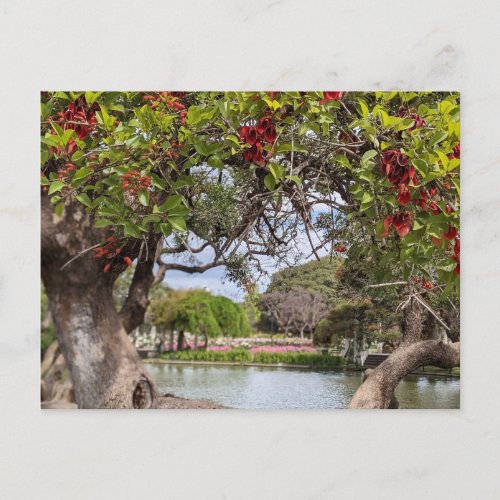 Coral Tree in the Park Postcard