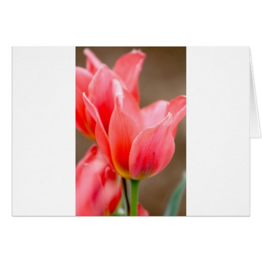Coral Tulip Cards (Front Horizontal)