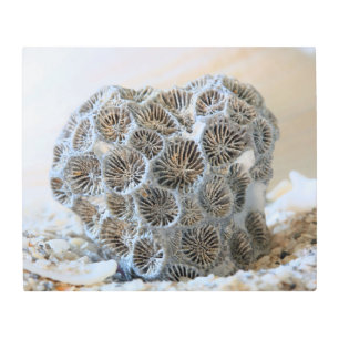 Coral with Spokes Metal Wall Art