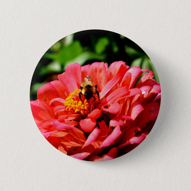 Coral zinnia with bumblebee pinback button (Front)