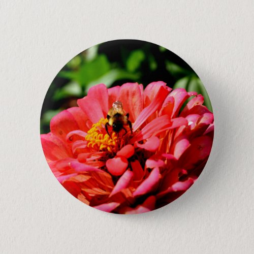 Coral zinnia with bumblebee pinback button