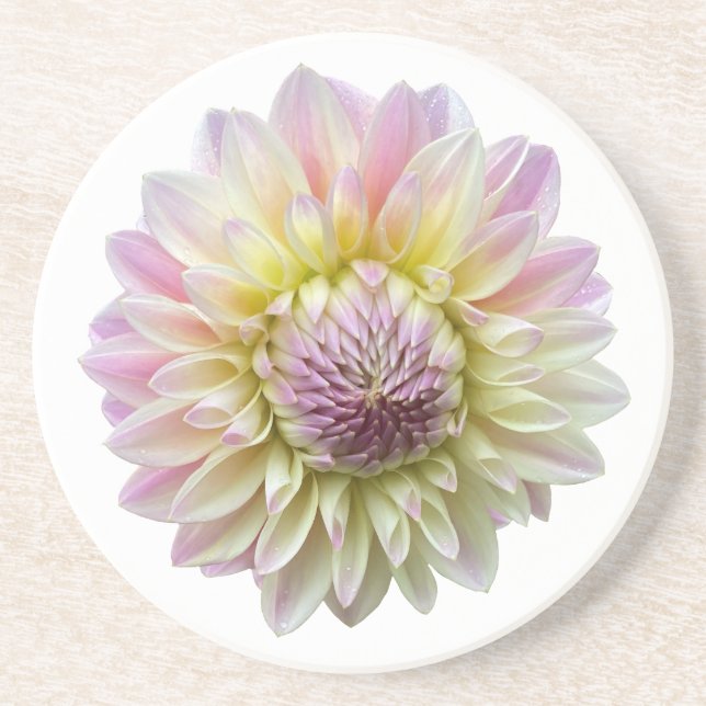 Coralie Dahlia, Pastel Pink Flower  Coaster (Front)