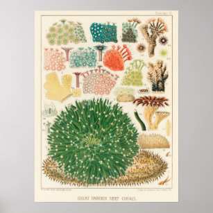 Corals, Great Barrier Reef vintage art ポスター Poster