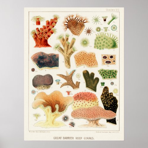 Corals Great Barrier Reef vintage art ポスター Poster