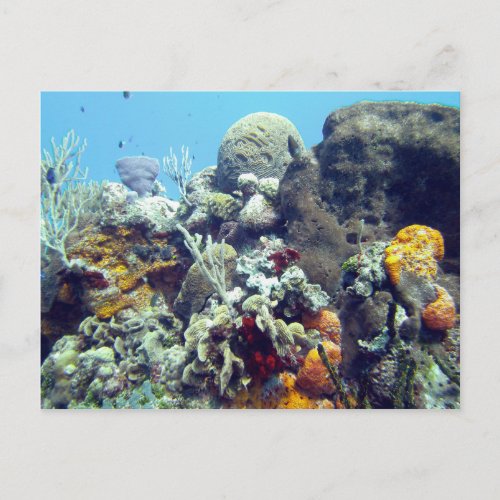 Corals Paradise Reef Cozumel Yucatan Mexico Postcard