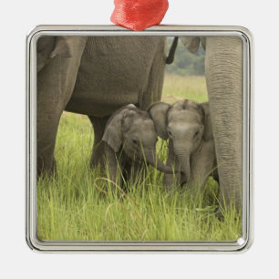 Corbett National Park, Uttaranchal, India. Metal Ornament