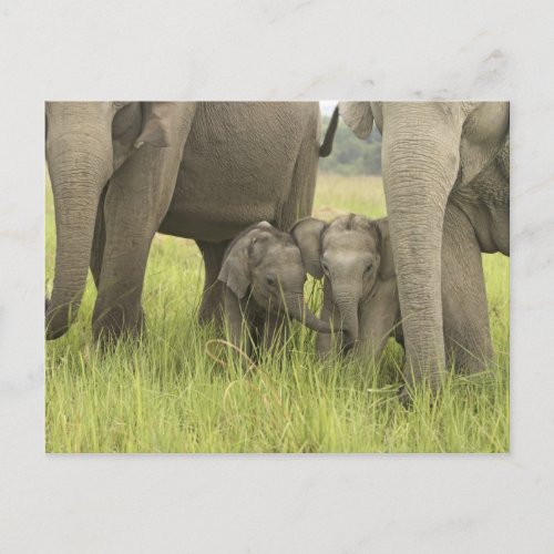 Corbett National Park Uttaranchal India Postcard