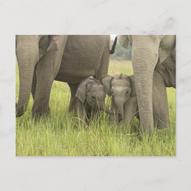 Corbett National Park, Uttaranchal, India. Postcard (Front)