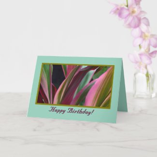 CORDYLINE TI PLANT/PINK, MAUVE, GREEN COLORS 