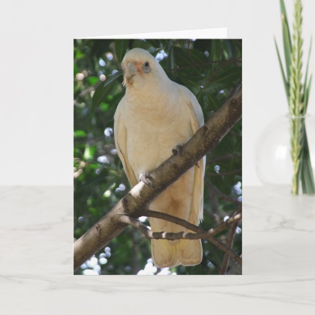Corella Greeting Card (Front)