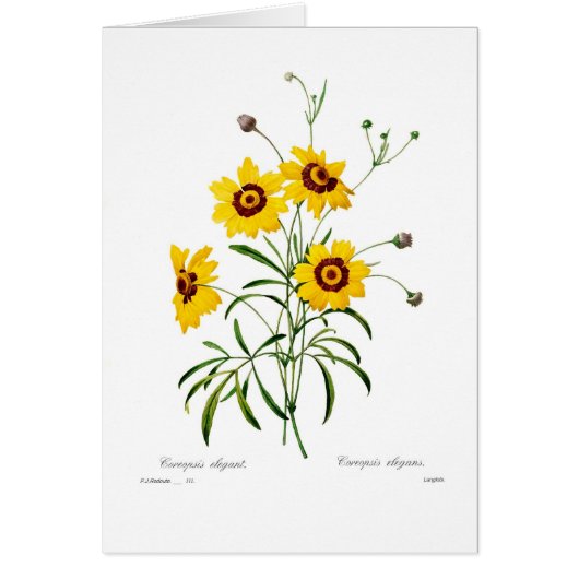 Coreopsis elegans cards (Front)