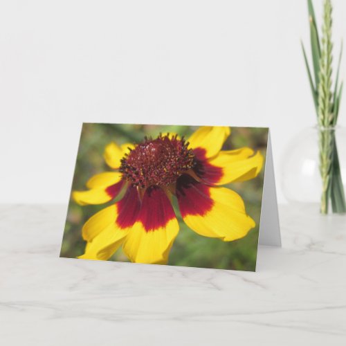 Coreopsis Flower Macro Photo Blank Greeting Card