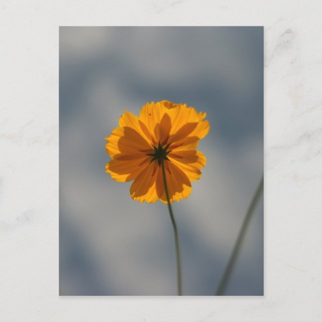 Coreopsis Postcard (Front)