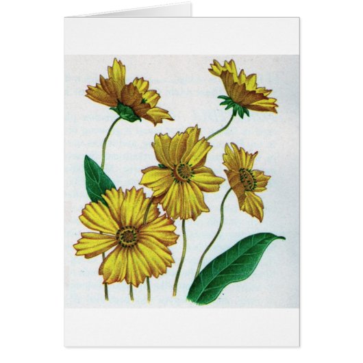 coreopsis yellow flowers cards (Front)