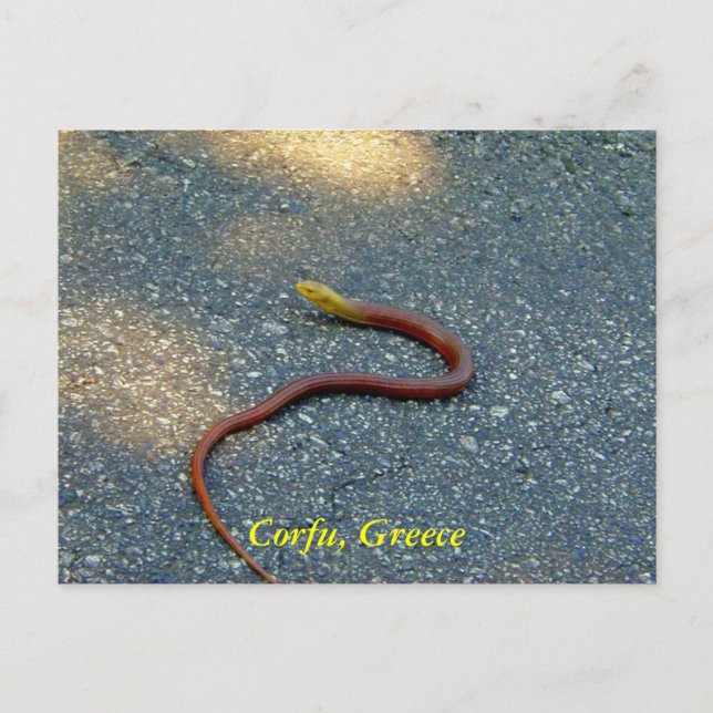 Corfu, Greece Postcard (Front)