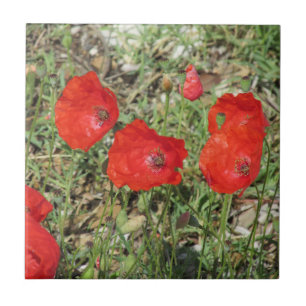 Corfu Red Poppies Ceramic Tile