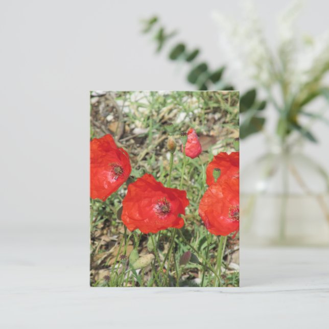 Corfu Red Poppies  Postcard (Standing Front)