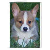 Corgi card (Front)