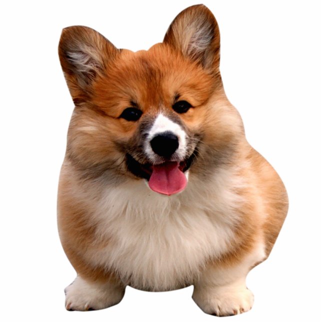 Corgi cute puppy cutout (Front)