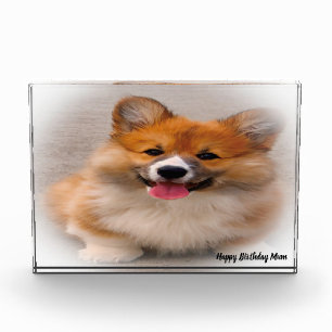 Corgi Dog. Photo Block