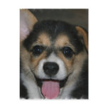 Corgi Dog Postcard