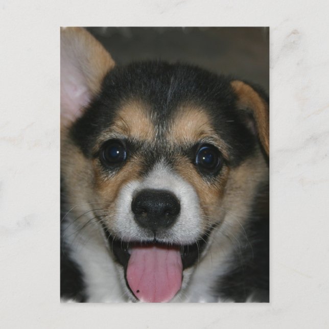 Corgi Dog Postcard (Front)