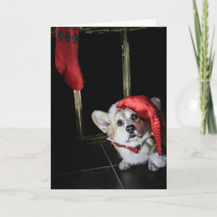 Corgi Elf Looking for Santa Christmas card