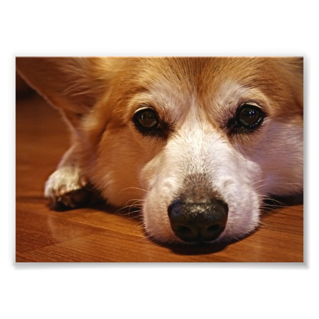 Corgi Face Photo Print (Front)