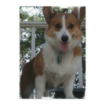 Corgi Invitation