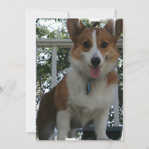 Corgi Invitation