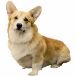 Corgi Photo Sculpture Magnet<br><div class="desc">Who wouldn't like to see this little corgi staring back at them when looking in their locker? Even better put this magnet on the front of your refrigerator and smile every time you walk by.</div>
